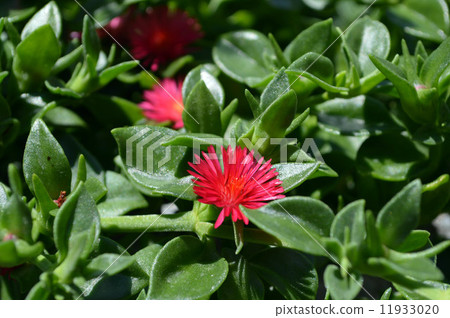 Hanahazurushu在陽光下 11933020