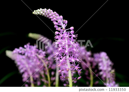 Trubo Trubo 11933350