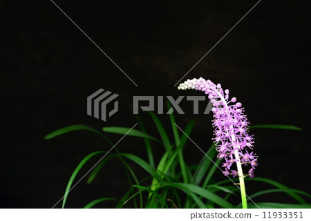 Trubo Trubo 11933351