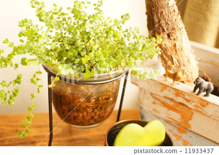 Houseplants and small animals 11933437