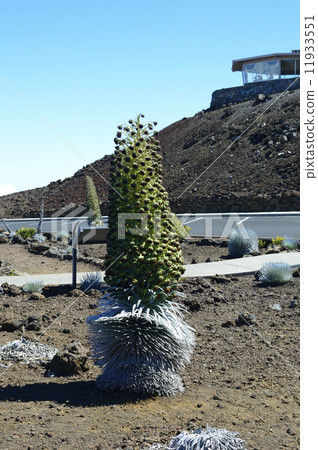 91640 Maui Island Haleakala Silver Grass Grain 11933551