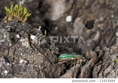 green beatle 11933884