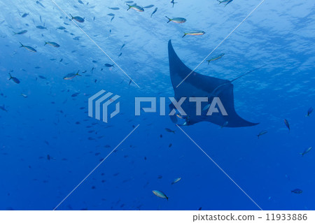 A manta in the deep blue ocean 11933886