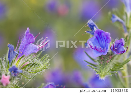 violet flower macro detail close up 11933888