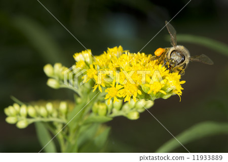 Bee while sucking pollen Bee while sucking pollen 11933889