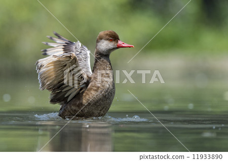 Wiild Duck while splashing on water 11933890