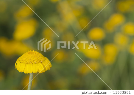 Yellow daisy on flowers background 11933891