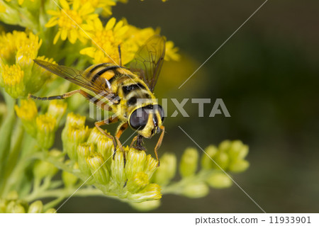 Bee while sucking pollen 11933901