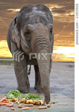 elephant eye elephant eye 11933926
