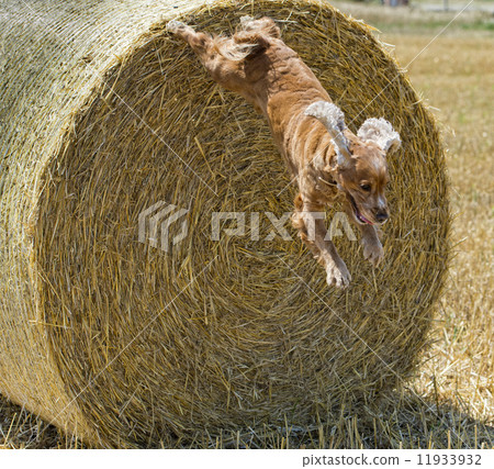 Dog puppy cocker spaniel jumping from wheat 11933932