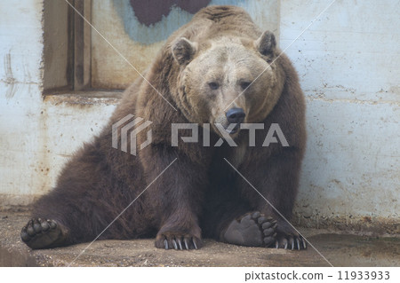 Black grizzly bears 11933933