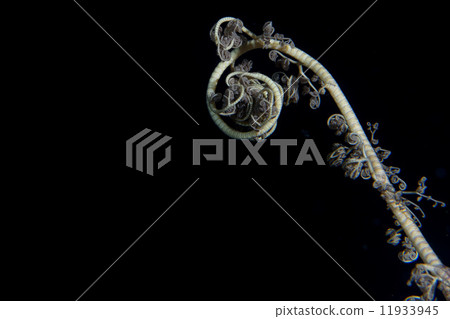 crinoid underwater while diving 11933945