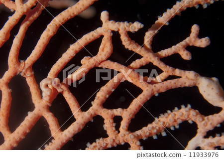 The smallest seahorse in the world in Raja Ampat Papua, Indonesia 11933976