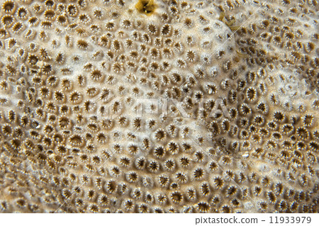 Hard coral macro detail while diving in Indonesia 11933979