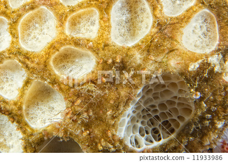 Hard coral macro detail while diving in Indonesia Hard coral macro detail while diving in Indonesia 11933986