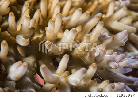 Hard coral macro detail while diving in Indonesia Hard coral macro detail while diving in Indonesia 11933987