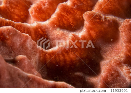 Hard coral macro detail while diving in Indonesia Hard coral macro detail while diving in Indonesia 11933991