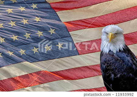 eagle on star and stripes flag 11933992