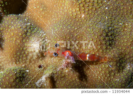A small red shrimp on a Hard coral in Raja Ampat, Papua Indonesia 11934044