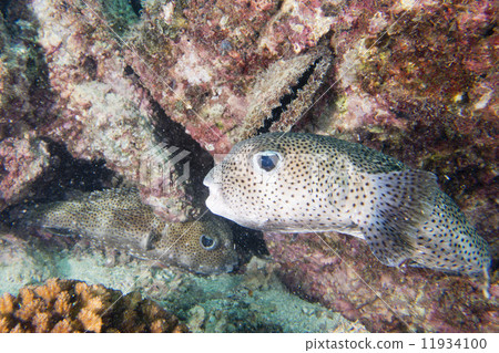 Box puffer fish underwater portrait 11934100