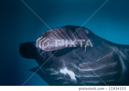 An isolated very rare Black Manta in the blue background An isolated very rare Black Manta in the blue background 11934103
