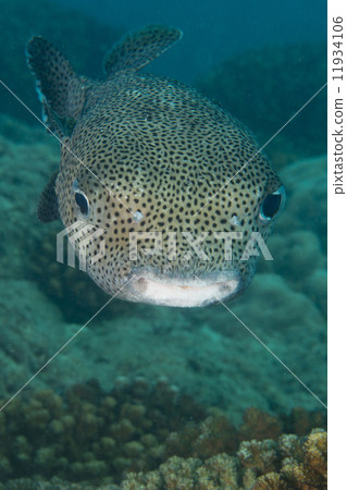 Box puffer fish underwater portrait 11934106