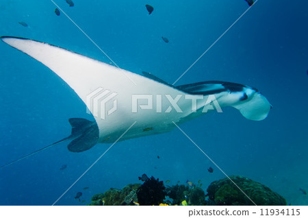 An isolated Manta in the blue background 11934115
