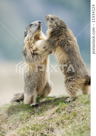 Two Marmot while playing Two Marmot while playing 11934124