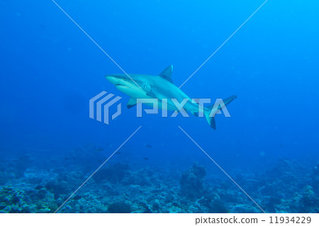 grey white shark jaws ready to attack underwater close up portrait grey white shark jaws ready to attack underwater close up portrait 11934229