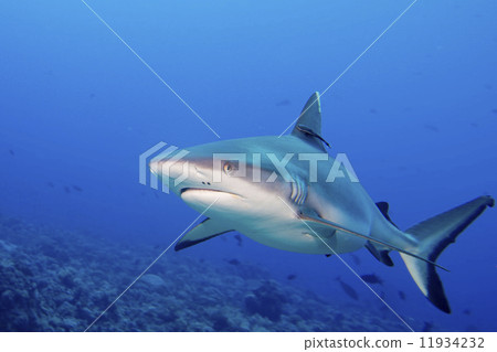 A grey shark jaws ready to attack underwater close up portrait 11934232