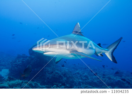 grey white shark jaws ready to attack underwater close up portrait grey white shark jaws ready to attack underwater close up portrait 11934235