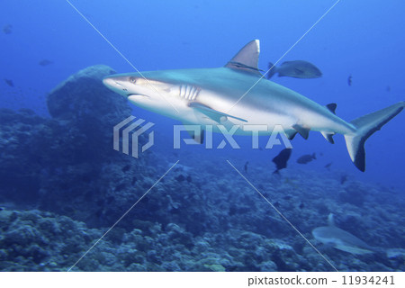 A grey shark jaws ready to attack underwater close up portrait A grey shark jaws ready to attack underwater close up portrait 11934241