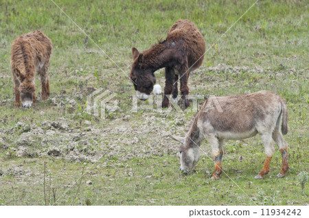 Wild Donkeys close up portrait Wild Donkeys close up portrait 11934242