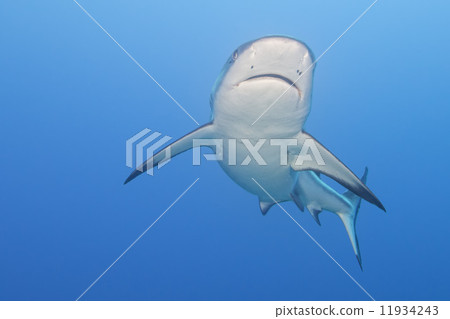 grey white shark jaws ready to attack underwater close up portrait 11934243
