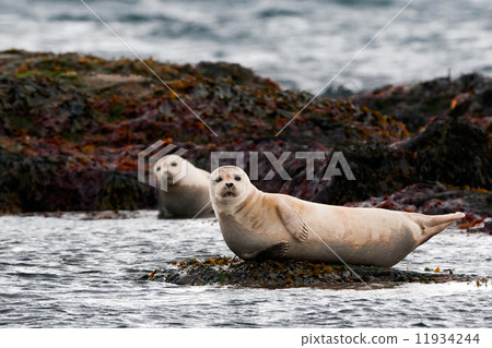 A seal while relaxing on a rock A seal while relaxing on a rock 11934244