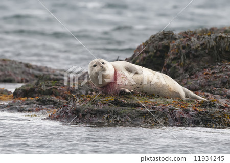 Harbor seal trapped in fisherman net Harbor seal trapped in fisherman net 11934245