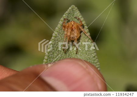 A small spider on a leaf A small spider on a leaf 11934247