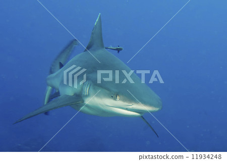 grey white shark jaws ready to attack you grey white shark jaws ready to attack you 11934248