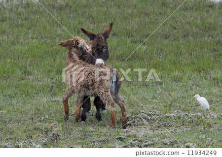 Young Donkey while grooming in the green grass background Young Donkey while grooming in the green grass background 11934249