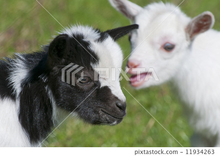 Just born white goatling nannie 11934263