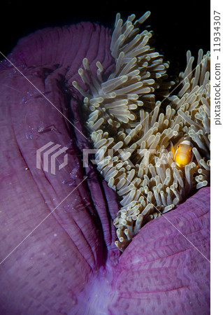 Clown fish in anemone with shrimps in Raja Ampat Papua, Indonesi 11934307