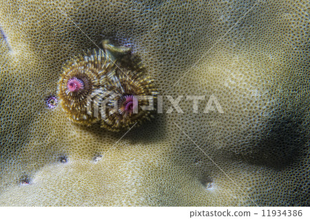 christmas tree worm christmas tree worm 11934386