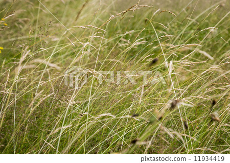 close up of grass for backgrounds close up of grass for backgrounds 11934419