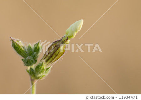white unopened flower on brown background 11934471