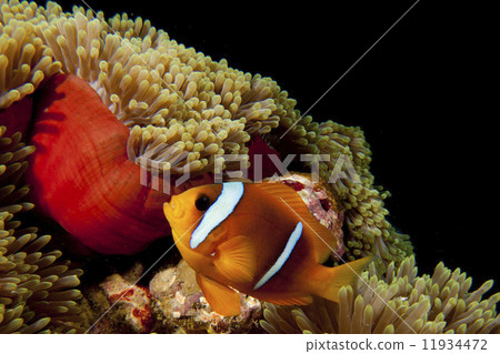 Clown red fish in red anemone in the black background 11934472