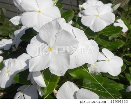 Nichinichiso which will entertain the refined flowers in the sunlight 11934563