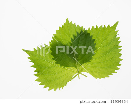 Shiba leaf leaves of condiment 11934564
