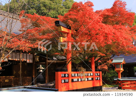 秋葉在觀音神社（京都） 11934590
