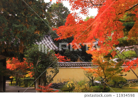 京都庭院的秋葉 11934598