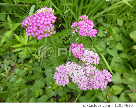 Sea cucumber Sea cucumber 11934650